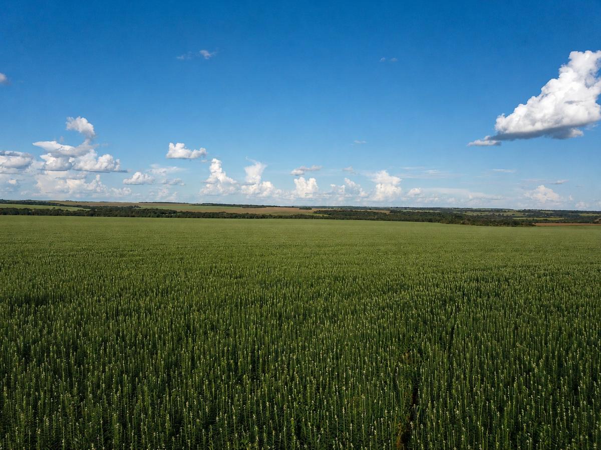 Agricultural farmland connected to Cabiroğlu global crop sourcing
