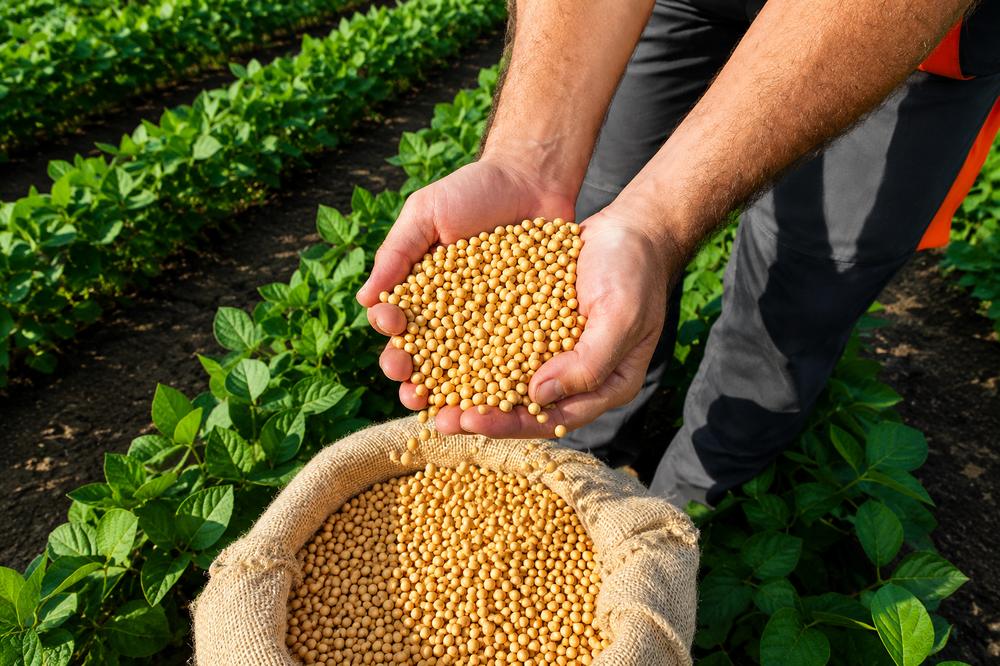 Soybeans supplied for crushing feed and food industry use