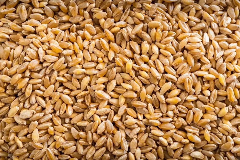 Bulk durum wheat for mills pasta semolina and food manufacturing