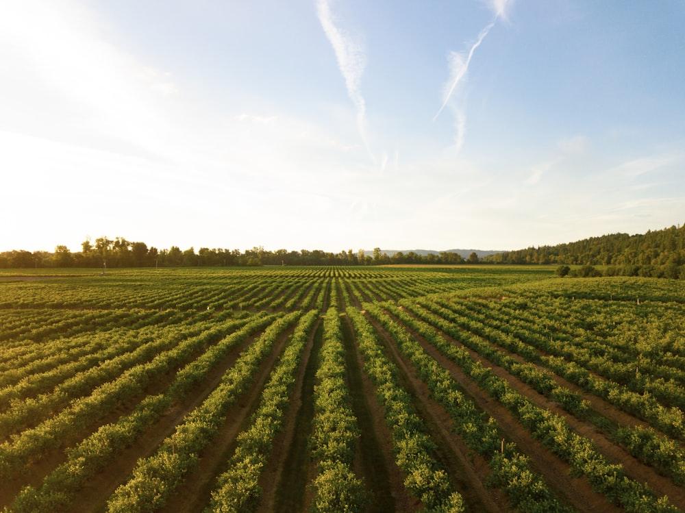 Large scale Brazilian farmland for agricultural commodity sourcing