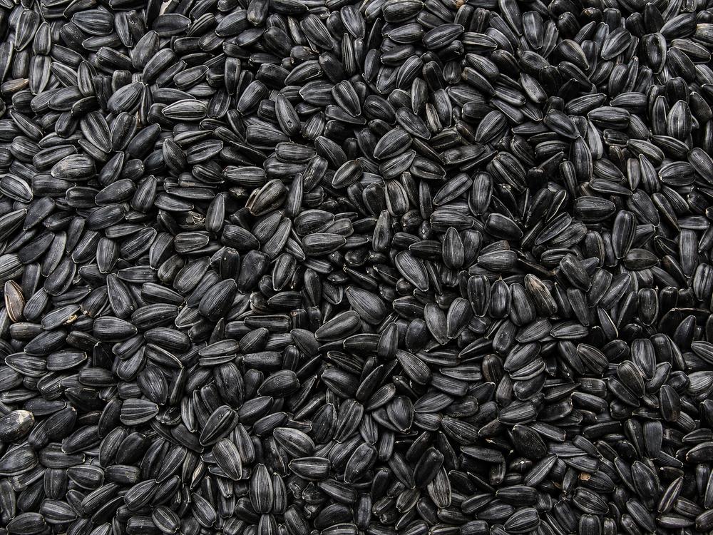 Sunflower seeds supplied for snacks oil production and food trade